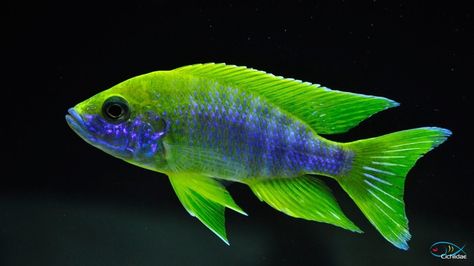 African Cichlid Tank, Cichlid Tank, African Cichlid Aquarium, Lake Malawi Cichlids, Cichlid Aquarium, Malawi Cichlids, Lake Malawi, Cichlid Fish, Lake Tanganyika