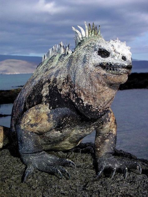 20 rare animals from around the world - Wow Gallery Marine Iguana, Cute Reptiles, Unusual Animals, Rare Animals, Galapagos Islands, Reptiles And Amphibians, Weird Animals, Amphibians, Beautiful Creatures