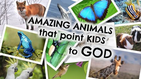 Amazing Animals that Point Kids to God God Created Animals Craft, God Made The Animals Craft Preschool, Animals In The Bible, Mammals Activities, Animal Facts For Kids, Animal Crafts Preschool, Devotions For Kids, Animal Lessons, Childrens Sermons