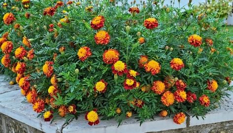 Organic Plant Fertilizer, Marigolds In Garden, Thai Garden, Plumeria Tree, Bat Flower, Garden Plots, Foundation Planting, Fertilizer For Plants, Love And Friendship