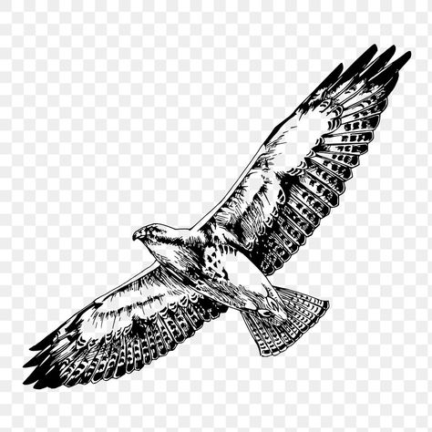 Hawk Illustration, Flying Bird Drawing, Hawk Flying, Flying Hawk, Eagle Flying, Eagle Drawing, Open Wings, Bird Drawing, Flying Eagle