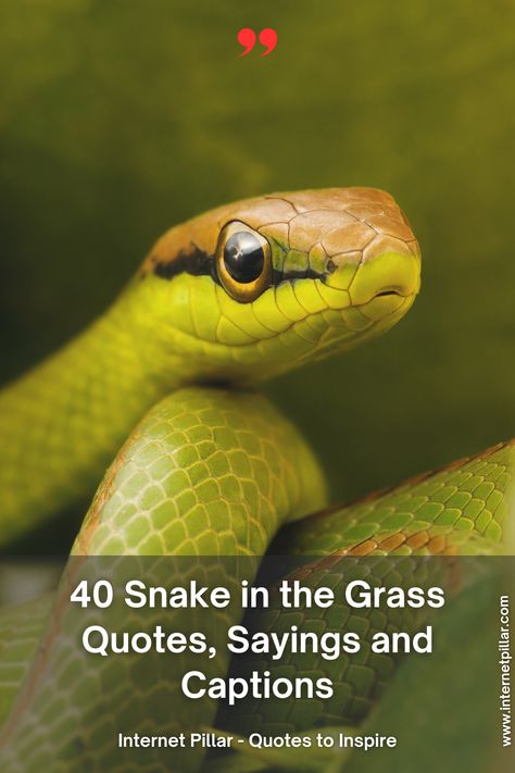 40 Snake in the Grass Quotes, Sayings and Captions - quotes | inspirational quotes | motivational quotes | inspiring quotes | quotes of the day | quotes about life | life quotes | love quotes - #quotes #love #motivation #inspiration #life #quote #quoteoftheday #success #motivationalquotes #inspirationalquotes #quotestoliveby #photooftheday #happy #travel #lifestyle #positivevibes #lifequotes #instagram #poetry #follow #nature #inspiringquotes #selfimprovement Snakes In The Grass Quotes People, Snake In The Grass Quotes, Snakes Quotes, Grass Quotes, Snakes In The Grass, Snake Quotes, Swan Quotes, Snake In The Grass, Instagram Poetry