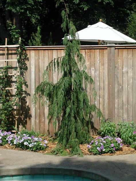 Chamaecyparis nootkatensis "Pendula" - slender weeping Alaska cedar. fits much better in the urban landscape than the true species. Weeping Evergreen Trees, Evergreen Trees Landscaping, Weeping Alaskan Cedar, Conifer Garden, Backyard Raised Garden, Part Shade Plants, Evergreen Landscape, Conifers Garden, Evergreen Garden