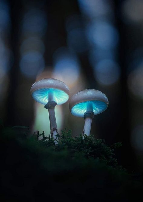 The most beautiful blue mushroom I have ever seen! All credits to the photographer!!! #blue #mushrooms #glowing #magic #psytrance #musiclovers #shrooms Dp Pics For Whatsapp, Blue Mushrooms, Whatsapp Dps, Hd Dp, Blue Mushroom, Dps For Girls, Forest