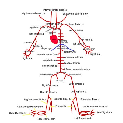 Arteries Of The Body Anatomy, Blood Supply Of Brain, Blood Vessels Anatomy, Arteries Anatomy, Diagnostic Medical Sonography, Medicine Notes, Medical School Life, Medicine Studies, Basic Anatomy And Physiology