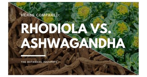 Benefits Of Rhodiola, Rhodiola Benefits For Women, Rhodiola Rosea Benefits, Rhodiola Benefits, Medicinal Herbs Remedies, Herbs Remedies, Ashwagandha Benefits, L Tyrosine, Rhodiola Rosea