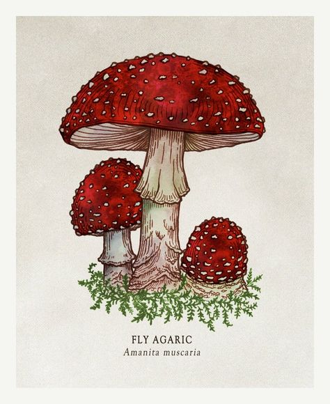 Bower Studios, Fly Agaric Mushroom, Amanita Muscaria, 동화 삽화, Arte Indie, Fly Agaric, Mushroom Drawing, Arte Sketchbook, Mushroom Art