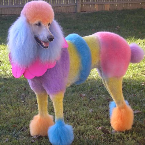 Rainbow Poodle Dyed Dogs, Anjing Poodle, Poodle Haircut, Dog Ideas, Colorful Animals, Standard Poodle, The Grass, Pet Grooming, Animals Friends