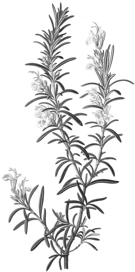 Rosemary Illustration Botanical, Rosemary Flower Tattoo, Greek Flower Tattoo, Rosemary Tattoo Meaning, Rosemary Sketch, Rosemary Tattoos, Herb Tattoo Botanical Drawings, Herb Sketches, Rosemary Drawing