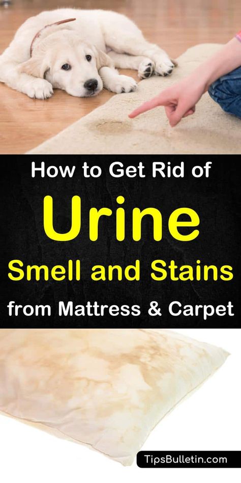 Pet Urine Smell, Pet Odor Remover, Pee Smell, Urine Smells, Cleaning Painted Walls, Dog Urine, Urine Stains, Carpet Cleaning Hacks, Glass Cooktop