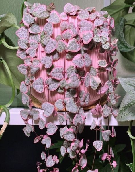 15 Prettiest Indoor Vining And Climbing Plants To Bring Tropical Motifs Indoor Climbing Plants, Plants With Pink Flowers, Indoor Vines, Tropical Motifs, Succulent Landscape Design, Climbing Flowers, Plant Goals, Inside Plants, Growing Plants Indoors