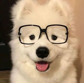 Kazan Russia, Puppy Time, Dog With Glasses, Samoyed Dogs, Dog Selfie, Silly Dogs, Instagram Photo Ideas Posts, Silly Animals, White Dogs