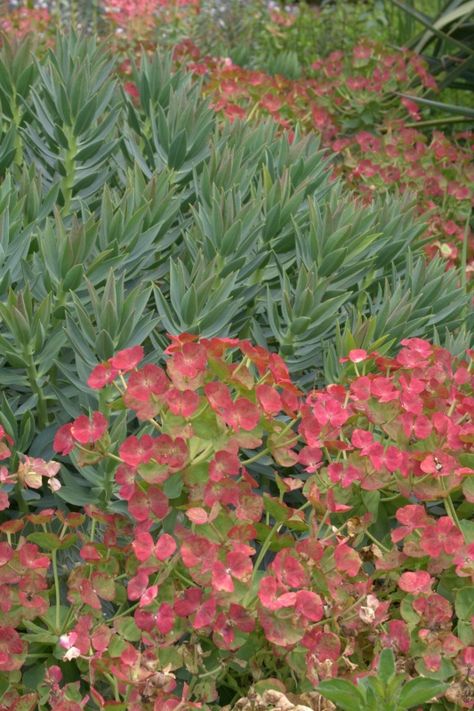 Euphorbia rigida | Lambley Nursery Euphorbia Rigida, Lambley Nursery, Italy Garden, Plant Palette, Planting Design, Mary Mary, Best Plants, Flower Pots Outdoor, Drought Resistant