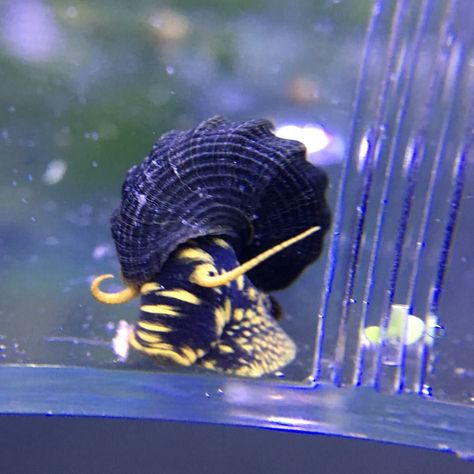 Yellow Spotted Rabbit Snail – tylomelania | Florida Mystery Snails Snail Aquarium, Freshwater Snails, Spotted Rabbit, Mystery Snails, Fish Tank Design, Guppy Fish, Phish, Tank Design, Pet Stuff