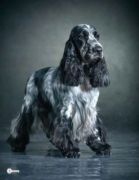 Cocker Spaniel Haircut, Cocker Spaniel Grooming, Show Cocker Spaniel, Blue Roan Cocker Spaniel, English Cocker Spaniel Puppies, White Cocker Spaniel, Spaniel Art, Blue Roan, Cocker Spaniel Puppies