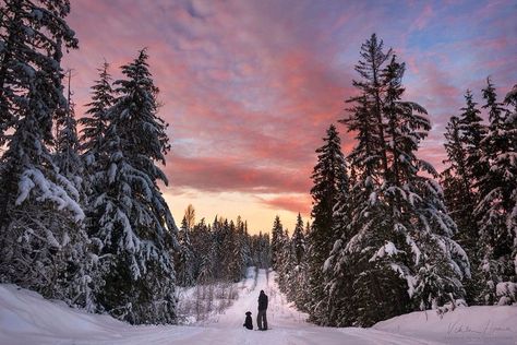 Embedded image Snow Shoeing, Winter Ideas, Ancient Tree, Snow Scenes, Tourist Places, Winter Trees, Christmas Scenes, Winter Solstice, Snow Shoes