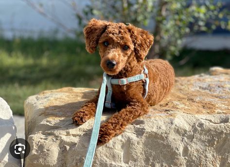 Toy Poodle Shaved, Toy Poodle Short Haircut, Short Toy Poodle Haircut, Miniature Poodle Apricot, Short Poodle Haircut, Mini Poodle Haircut Styles, Toy Poodle Grooming, Toy Poodle Haircut Styles, Toy Poodle Haircut Teddy Bears