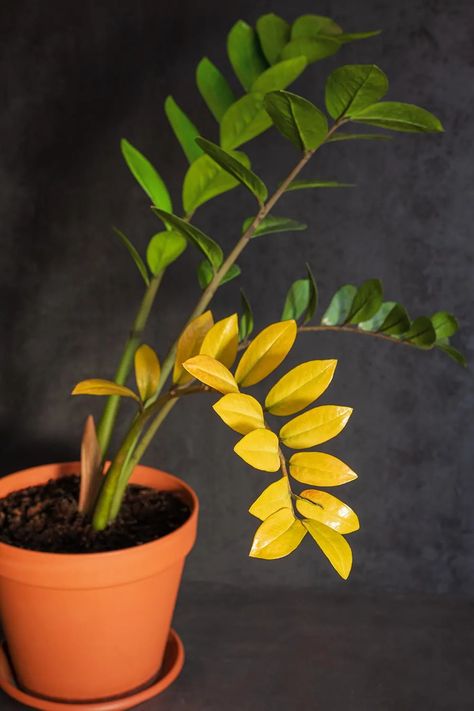 Identify Plants By Leaves, Care For Zz Plant, Zz Plant Care Yellow Leaves, Yellowing Leaves On Plants, House Plants Living Room, Zz Plant Decor, Zz Plant Propagation, Yellow Leaves On Plants, Plants With Colorful Leaves