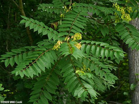 ailanthus altissima - known as tree of heaven, actually tree of HELL Ailanthus Altissima, Plant Diary, Invasive Plants, Plant Identification, Invasive Species, Eco Printing, Botanical Drawings, Arbor, Tree Ornaments