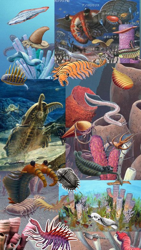 A collage based off the life of the Cambrian period (539-485 Mya) Cambrian Explosion Art, Cambrian Period Animals, Cambrian Explosion, Wildlife Biology, Paleozoic Era, Phone Screen Wallpaper, Extinct Animals, Funny Animal Jokes, Prehistoric Animals