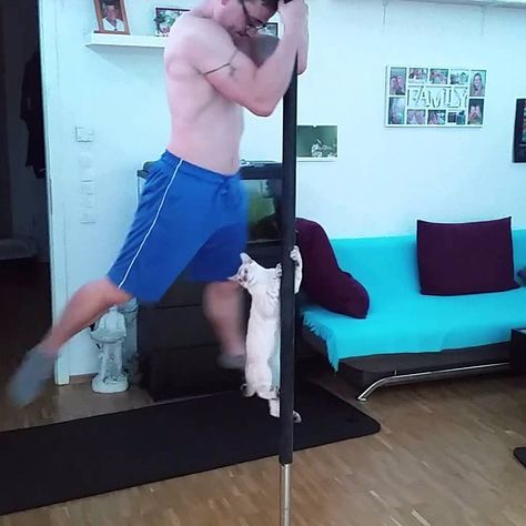 This Video of a Pole Dancing Cat Will Seriously Make Your Entire Day Pole Dancing Videos, Lps Cats, Cat Traps, Cat Repellant, Cat Emoji, Pet Videos, Pole Dancing Fitness, Pole Dance Moves, Cat Playground