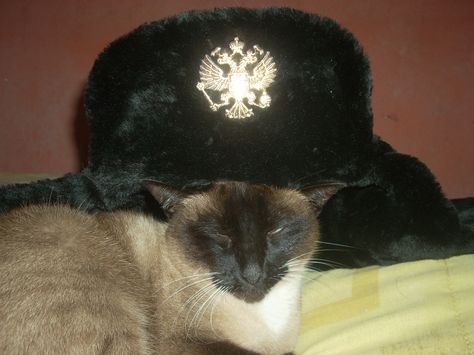 Cat With Ushanka, Cat Ushanka, Russian Hat, Oc Inspiration, Russian Flag, Blue Cats, Profile Pictures, Juno, Random Things