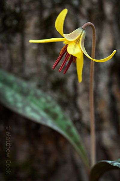 Michigan Wildflowers, Woodland Goth, Trout Lily, Rock Flowers, Woodland Flowers, Dry Creek, Unusual Flowers, Woodland Garden, Flower Photography