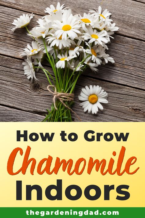 Learn How to Grow Chamomile Indoors.  Chamomile is one of the best herbs for you and tips include how to grow chamomile from seed, indoors, in pots, along with the best ways to care, harvest, and use it!  #chamomile #herbs #gardening Growing Chamomile Indoors, How To Grow Chamomile From Seed, Camomile Plant, Plant Chamomile, Grow Chamomile, Botanical Witch, Lost Skills, Indoor Hobbies, Chamomile Growing