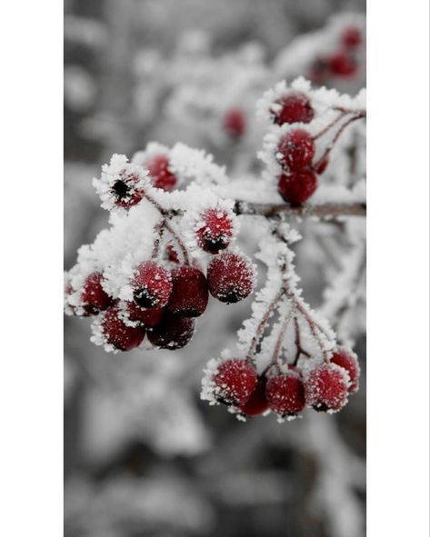 Winter Collage, Aesthetic Happy, Winter Berries, Xmas Wallpaper, Christmas Aesthetic Wallpaper, Winter Red, Christmas Wallpapers, Christmas Phone Wallpaper, Cute Christmas Wallpaper