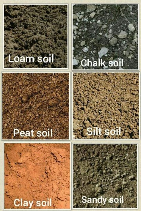 Gardening Infographic, Peat Soil, Soil Types, Soil Type, Healthy Soil, Soil Texture, Vegetable Garden Diy, Veg Garden, Sandy Soil