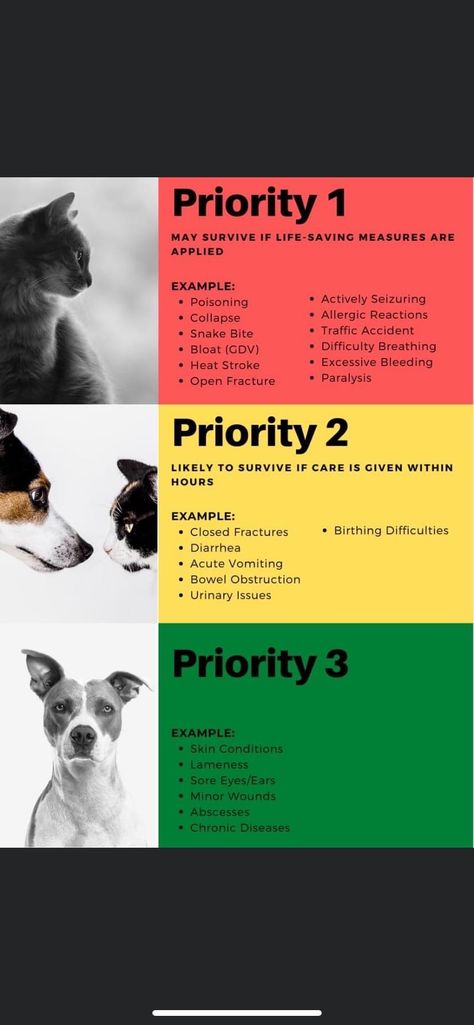 Open Fracture, Difficulty Breathing, Vet Med, Sore Eyes, Veterinary Technician, Vet Tech, Allergic Reaction, Chronic Disease, Dog Health