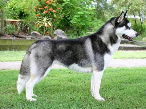 How big are full grown Pomskies? What does a full grown Pomsky look like? How do full grown Pomskies behave? Read our post to know the answer! Full Grown Pomsky, Pomsky Full Grown, Canine Companions, Charles Spaniel, Cavalier King Charles Spaniel, Cavalier King Charles, Dog Training Tips, Australian Shepherd, New Puppy