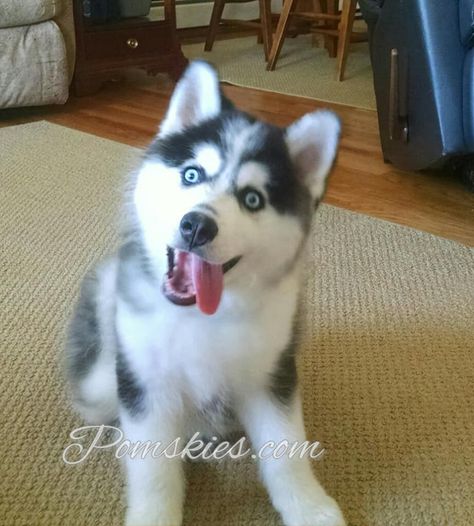 Pomskies for Sale! Pomsky Puppies in Virginia! Adopt a Husky Mix! Corgi Husky Mix, Red Husky, Pomsky Puppies For Sale, Pomeranian Husky, Pomsky Puppies, Adorable Puppies, Husky Mix, A Husky, Adorable Animals