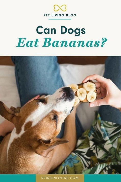 Bananas For Dogs, Banana Vitamins, Can Dogs Eat Bananas, Peanut Butter Brands, Banana Health Benefits, Dog Training Books, Banana Benefits, Dog Health Tips, Healthy Treat