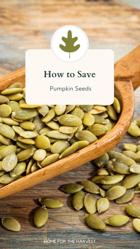 To save pumpkin seeds, start by pollinating blossoms by hand so the plants grow true-to-type pumpkin seeds. You’ll want to collect ripe hand-pollinated pumpkins from 6-12 (or more) plants of the same variety. Slice into the pumpkins and remove the seeds and stringy pulp with a clean spoon. Wash the seeds in a jar of water and discard any seeds that float. Then place the seeds out on a plate or coffee filter to dry for a day or two before storage. Pumpkin Seeds For Planting, Cold Climate Gardening, Growing Food Indoors, Types Of Pumpkins, Pumpkin Varieties, French Soup, Planting Pumpkins, Growing Pumpkins, Cheese Pumpkin