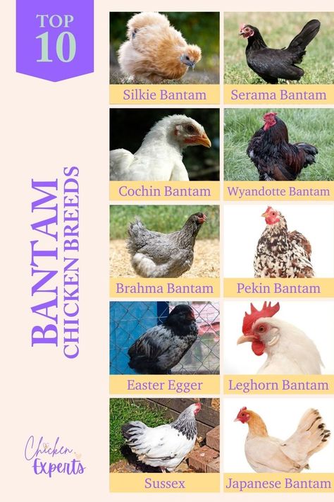 Top 10 Bantam Chicken Breeds Chickens Backyard Breeds, Chicken Breeds For Eggs, Different Breeds Of Chickens, Rare Chicken Breeds, Bantam Breeds, Sussex Chicken, Bantam Chicken Breeds, Bantam Chicken, Poultry Breeds