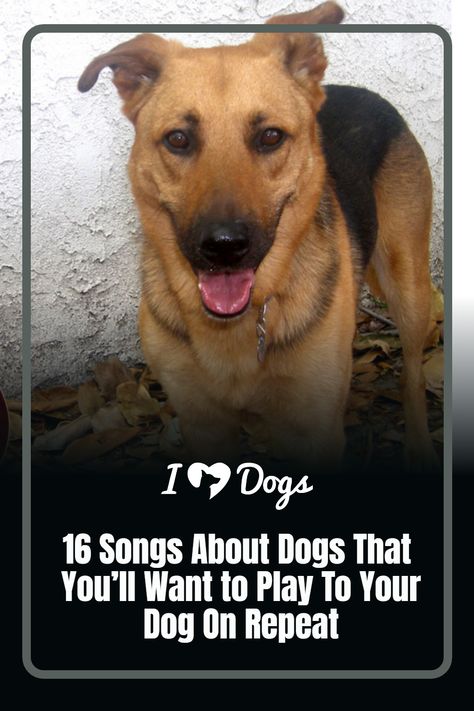 16 Songs About Dogs That You’ll Want to Play To Your Dog On Repeat Songs For Dogs, Dog Songs, Martha My Dear, Billy Currington, Dog Music, Friendship Songs, 9 Songs, About Dogs, The Monkees