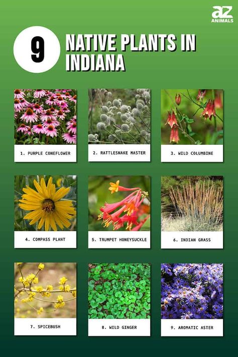 Indiana Flower Bed Ideas, Native Indiana Perennials, Native American Plants, Indiana Native Plants, Indiana Native Plants Landscaping, Indiana Gardening, Garden Bushes, Office Landscape, Speak Kindly