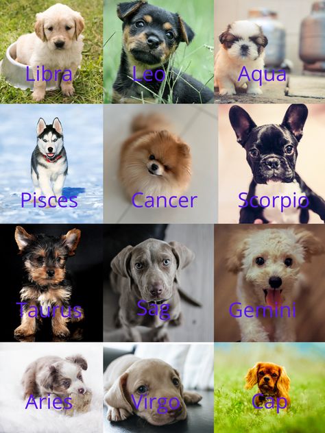 Zodiac Sign Animals, Disney Princess Zodiac, Dog Zodiac, Zodiac Signs Animals, Zodiac Signs Elements, Zodiac Signs Pictures, Different Types Of Dogs, Zodiac Animals, Zodiac Sign Fashion