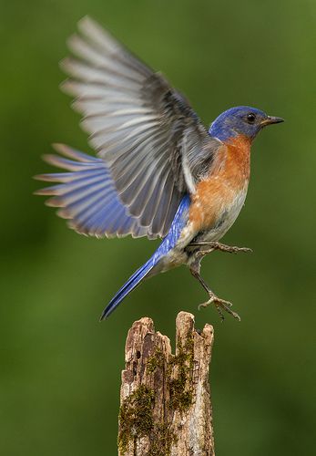 Eastern Bluebird - Take-off - Perfect timing Birds Types, America Pictures, North American Birds, Field And Stream, Blue Sky Wallpaper, Eastern Bluebird, Birds Of America, Garden Animals, Traditional Japanese Art