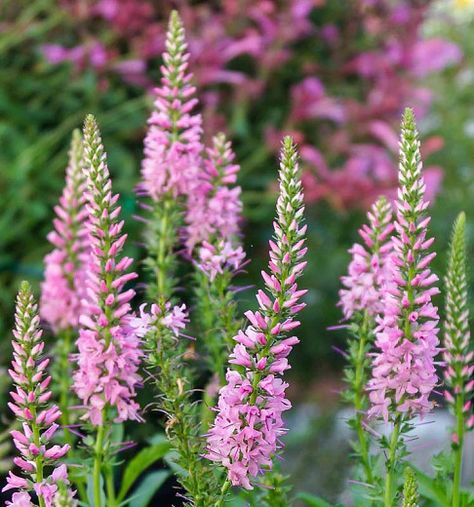 Veronica spicata 'Giles Van Hees' (Spike Speedwell) Garden Border Plants, Veronica Spicata, Royal Candles, Reblooming Daylilies, Edging Plants, Asclepias Tuberosa, Perennial Border, Border Plants, Flower Stems