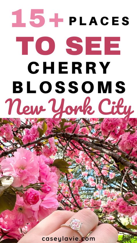 Over 15 places to see cherry blossoms in New York City. Cherry blossom season is right around the corner and you can catch these beautiful blooms in Central Park and beyond. Don't miss out on the most gorgeous time of year in NYC. Nyc Cherry Blossoms, Nyc 2023, Usa Holiday, Blossom Season, Cherry Blossom Season, Spring 2025, New York City Travel, City Travel, Beautiful Blooms