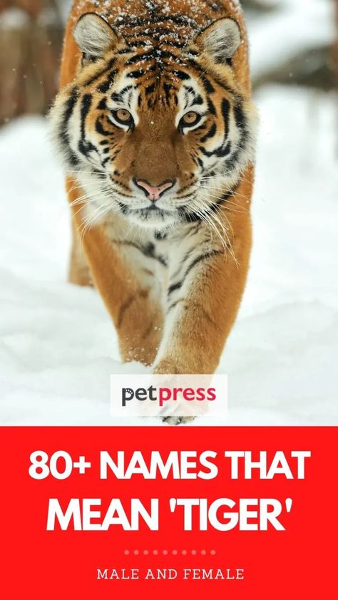 The Most Awesome 80+ Names That Mean Tiger Types Of Tigers, Indochinese Tiger, Tiger Quotes, Protective Behaviours, Names Meaning, Best Names, Tigger Winnie The Pooh, Be Courageous, Siberian Tiger