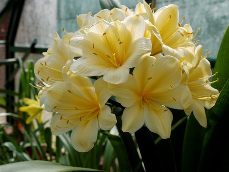 Clivia miniata citrina has pure yellow flowers.     A spectacular pot plant originating from South Africa where it grows on the floor of forests. The plant has large strap-like leaves and produces a large head of trumpet-shaped flowers in early spring. Clivia Miniata, Water Wise Plants, Landscaping Trees, Hedging Plants, Tree Felling, Full Sun Plants, Garden Services, Seed Catalogs, Sun Plants