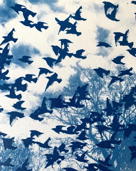 A #throwbackthursday to my double exposure tea toned cyanotype experiments from last year. I plan to revisit this imagery soon, but maybe using a new (to me) process . . . . . . #cyanotype #doubleexposure #starlings #murmuration #teatone Double Exposure Cyanotype, Toned Cyanotype, Blue Cyanotype, Cyanotype Photography, Cyanotype Art, Murmuration Art, June Gloom, Cyanotype Process, Sun Prints