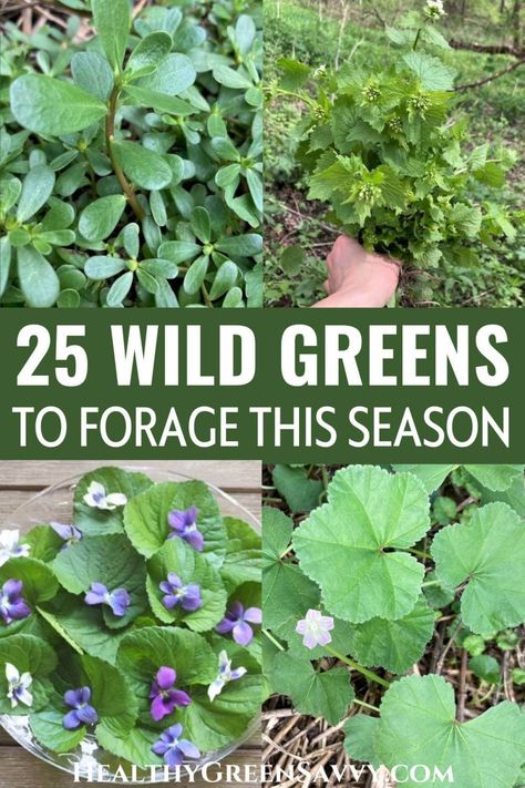 Foraging Plants, Common Garden Weeds, Spring Foraging, Medicinal Wild Plants, Wild Foraging, Wild Food Foraging, Seasonal Eating, Medicinal Herbs Garden, Edible Wild Plants