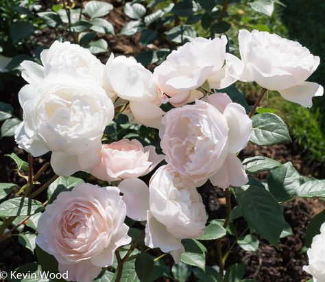 Rosa Desdemona, Winchester Cathedral Rose, Old English Roses, Mary Macdonald, Rose Garden Landscape, David Austin Rose, Austin Rose, David Austin Roses, Rose Arrangements