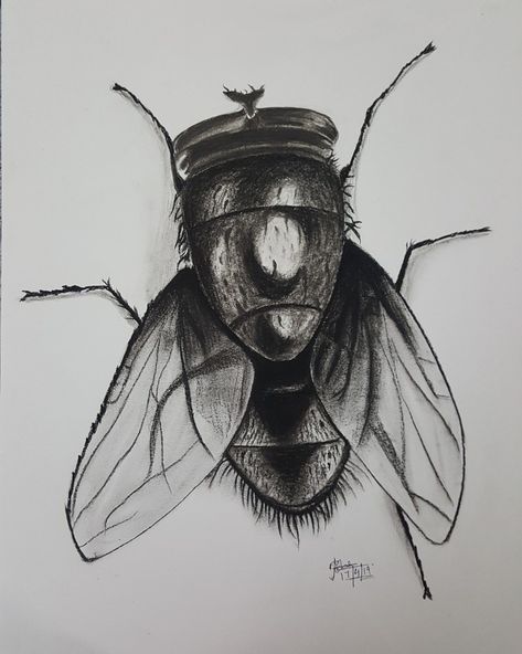 Insect Pencil Drawing, Housefly Drawing, Insect Sketches, Tim Burton Artwork, Art Igcse, Insect Drawing, Biro Drawing, Pen Sketches, Shading Drawing