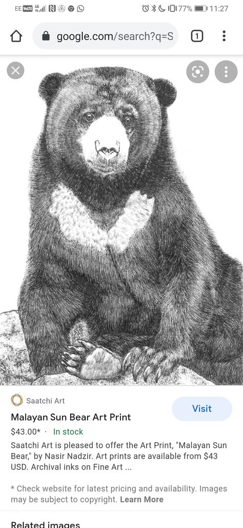 Sun Bear Drawing, Malayan Sun Bear, Sun Bear, Bear Drawing, Bear Art, Drawing Board, Decorative Letters, Tattoo Drawings, Saatchi Art