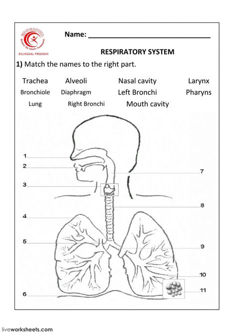 Respiratory System interactive and downloadable worksheet. You can do the exercises online or download the worksheet as pdf. Respritory System Diagram, 7th Grade Science Worksheets, 5th Grade Science Worksheets, Respiratory System Worksheet, Respiratory System Activities, Body Worksheet, Digestive System Worksheet, Body Systems Worksheets, Human Body Worksheets